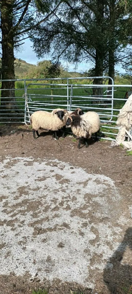 Sis approved ram lambs - Image 4