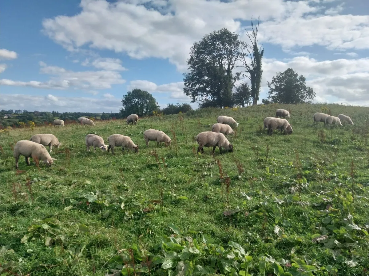 Spring born lambs - Image 1