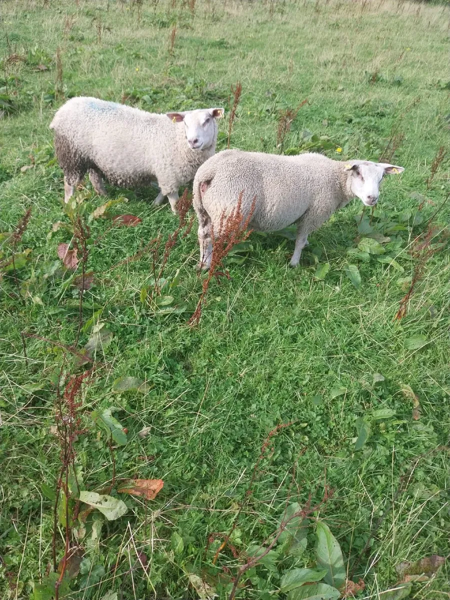 Spring born lambs - Image 2