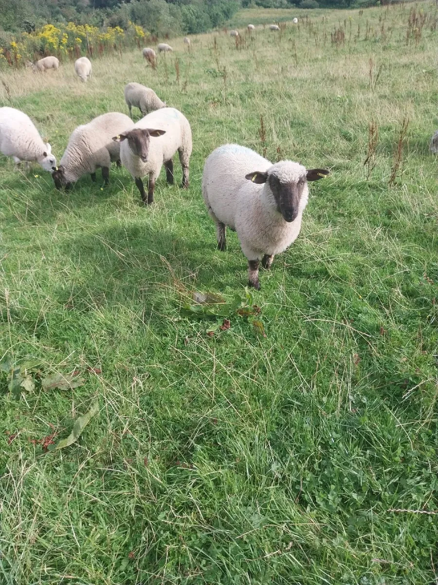 Spring born lambs - Image 3