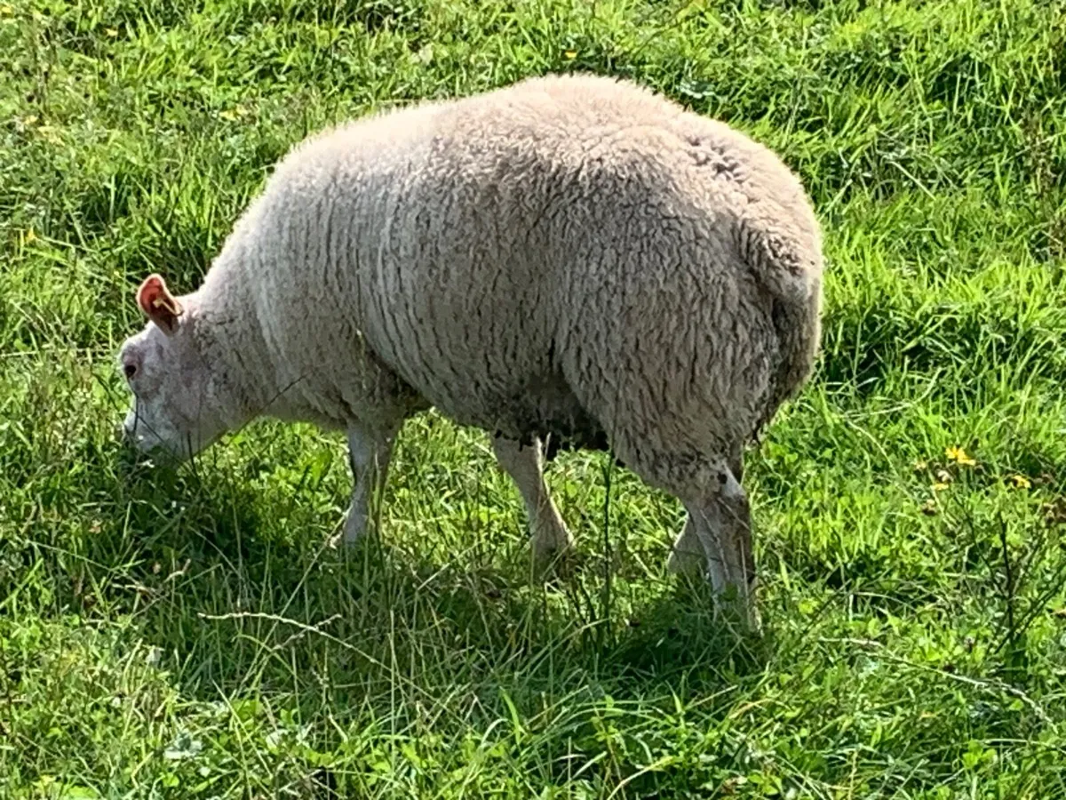Spring born lambs - Image 4