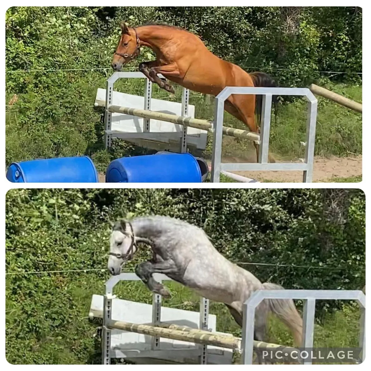 2 four year old Geldings - Image 1