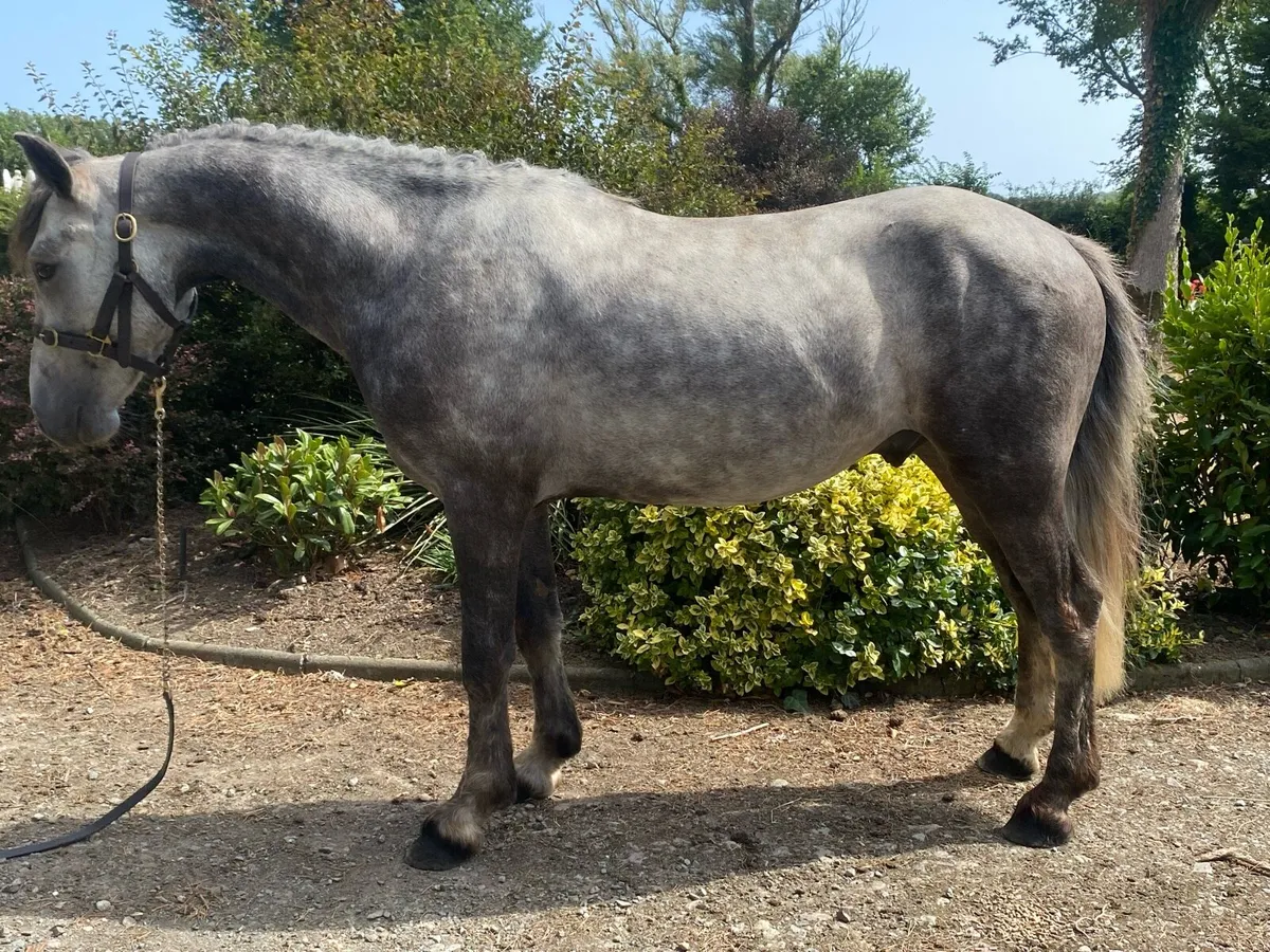 2 four year old Geldings - Image 2