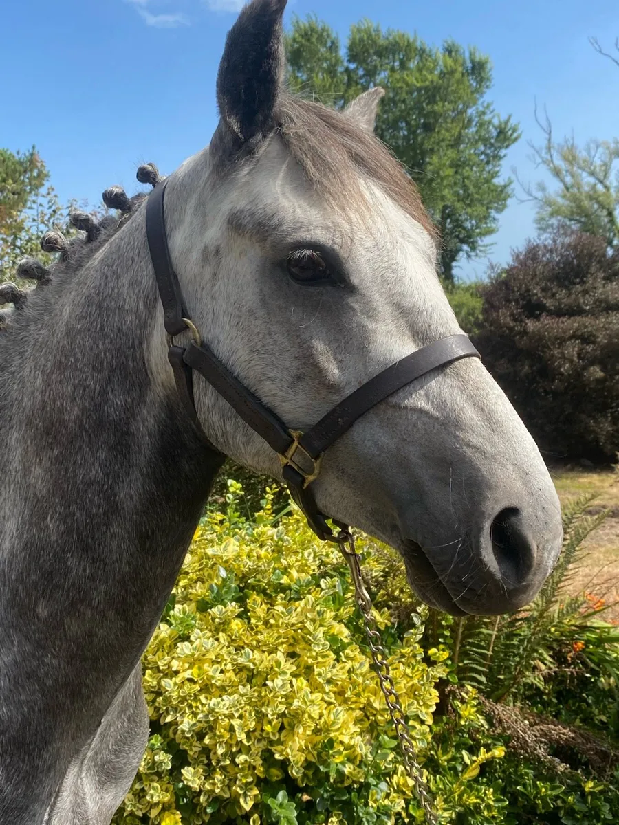2 four year old Geldings - Image 3