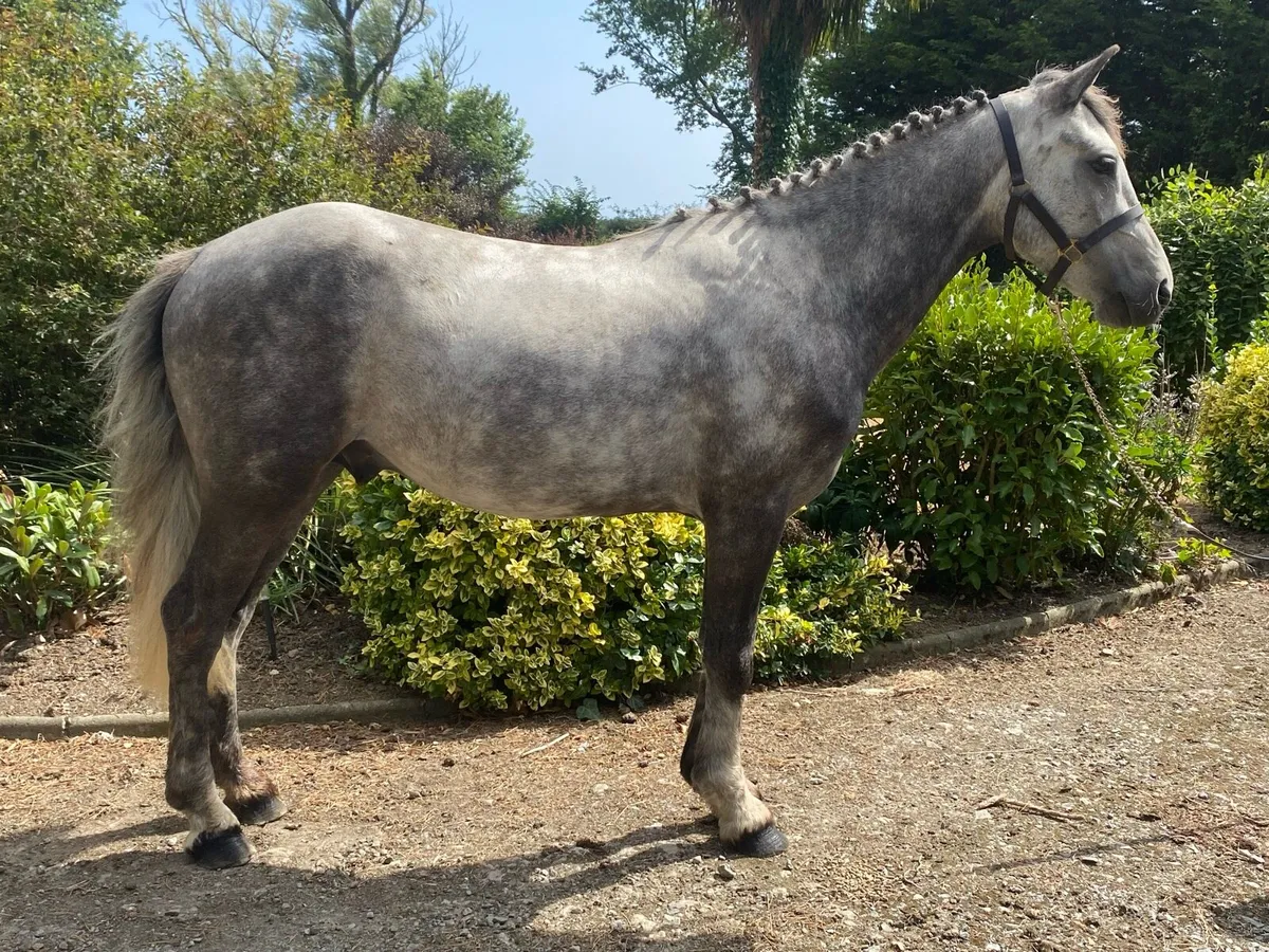 2 four year old Geldings - Image 4
