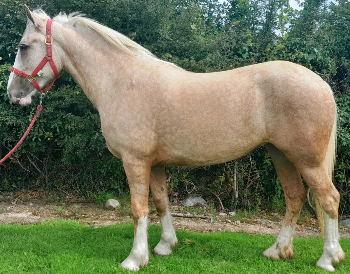 Show quality 2 year old cob - Image 1