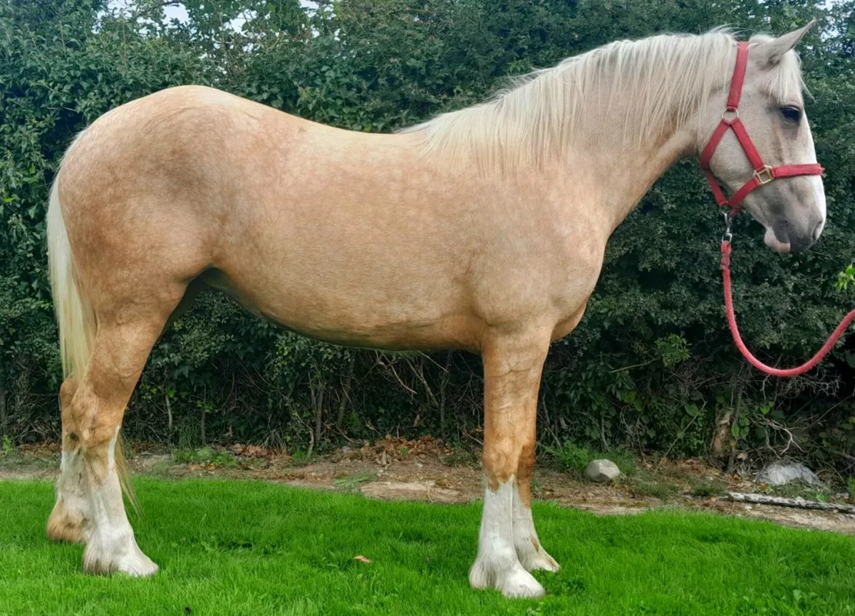 Show quality 2 year old cob - Image 2