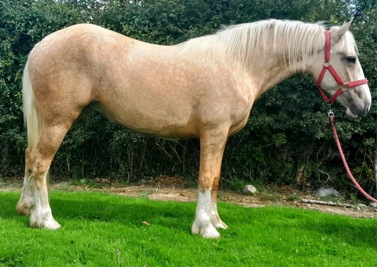 Show quality 2 year old cob - Image 3