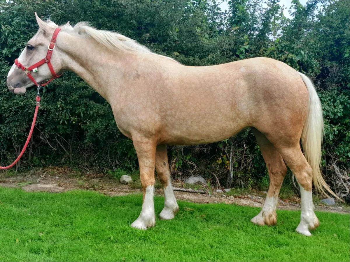 Show quality 2 year old cob - Image 4