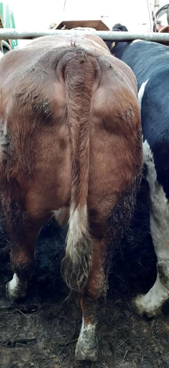 Beef cull cows kilrush mart 13th - Image 2