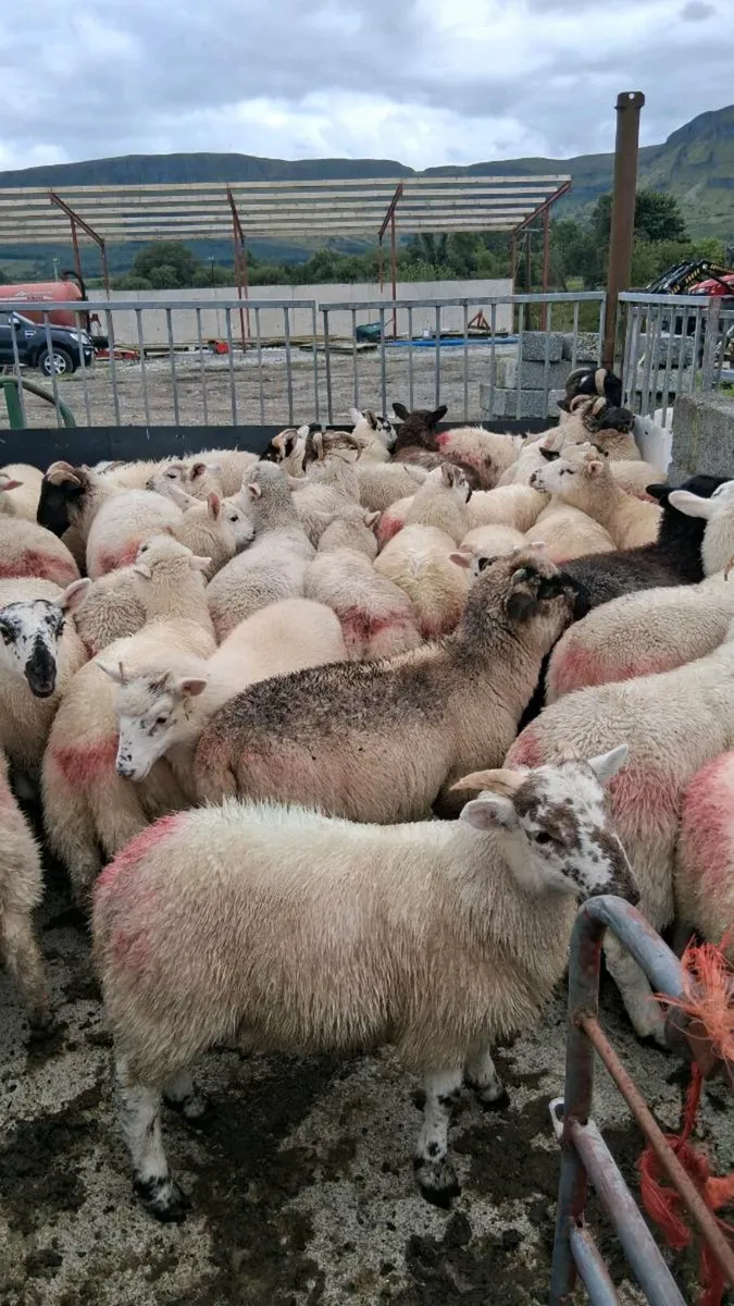 Store lambs - Image 1