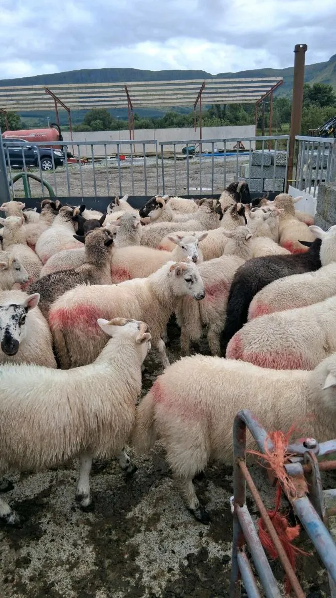 Store lambs - Image 2