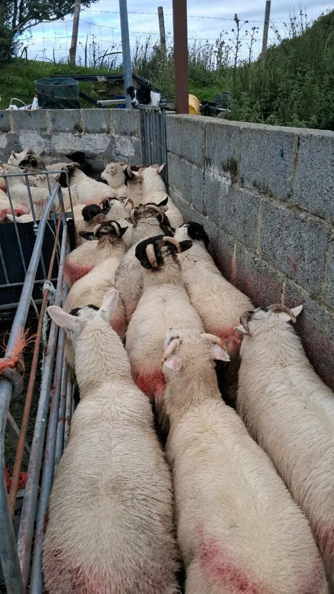 Store lambs - Image 3
