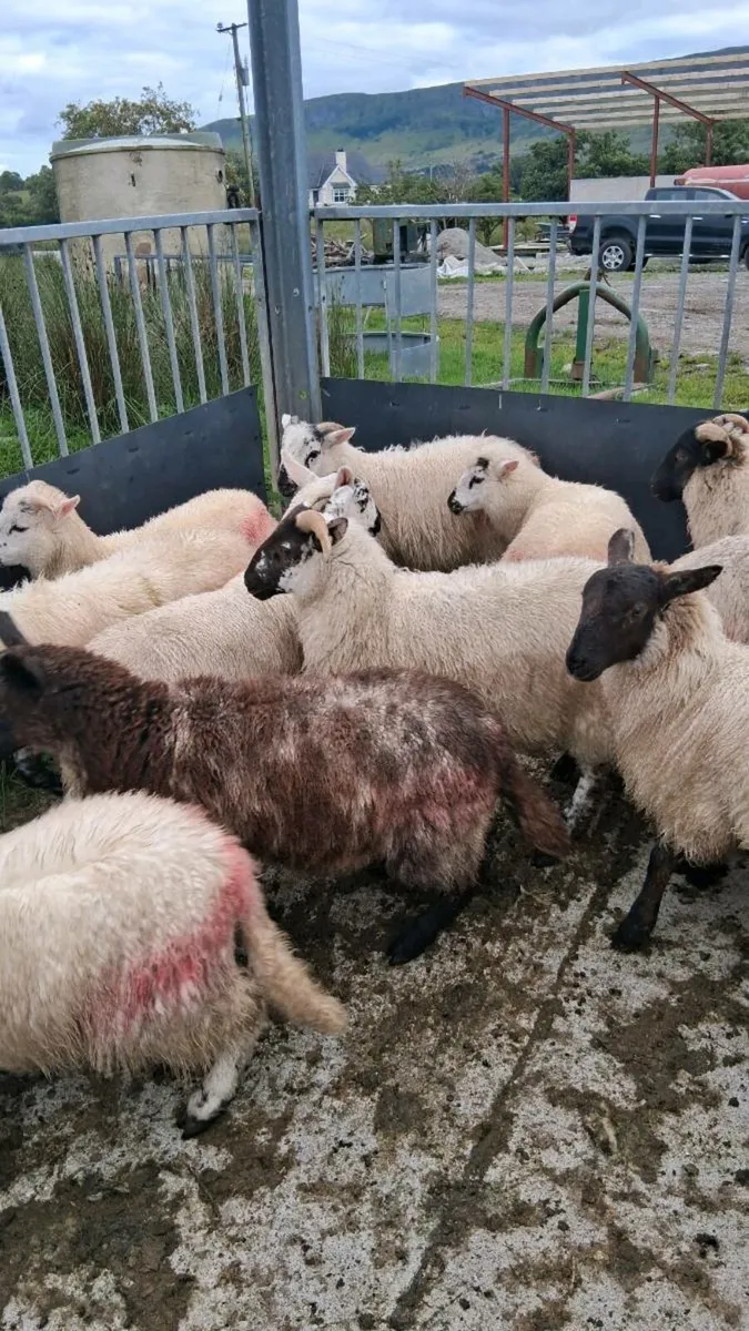 Store lambs - Image 4