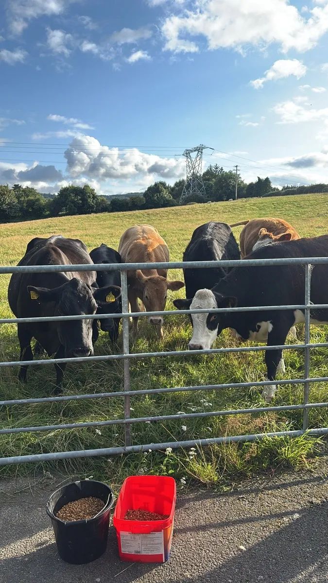 Wanted: part time farm worker