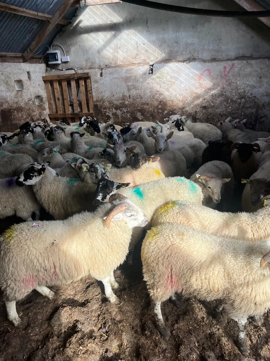 Store lambs - Image 2
