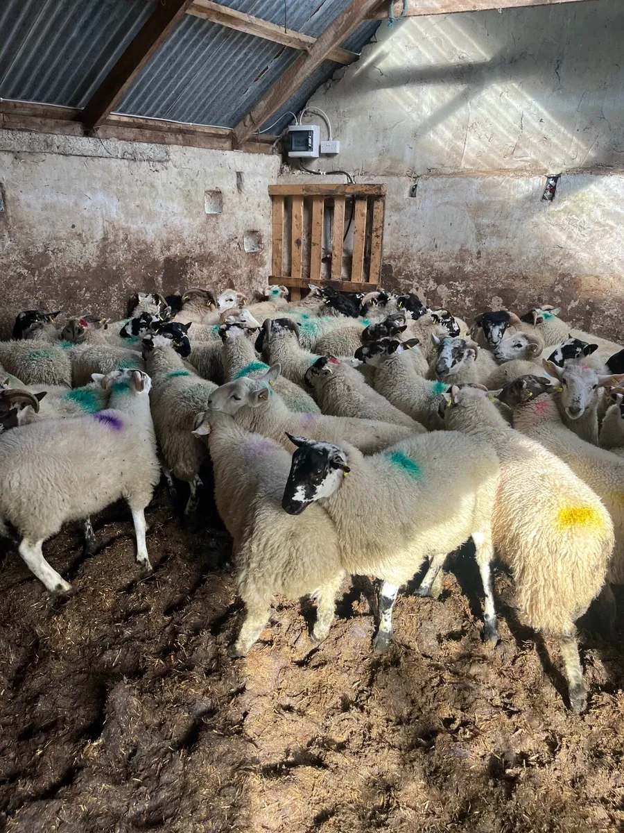Store lambs - Image 3