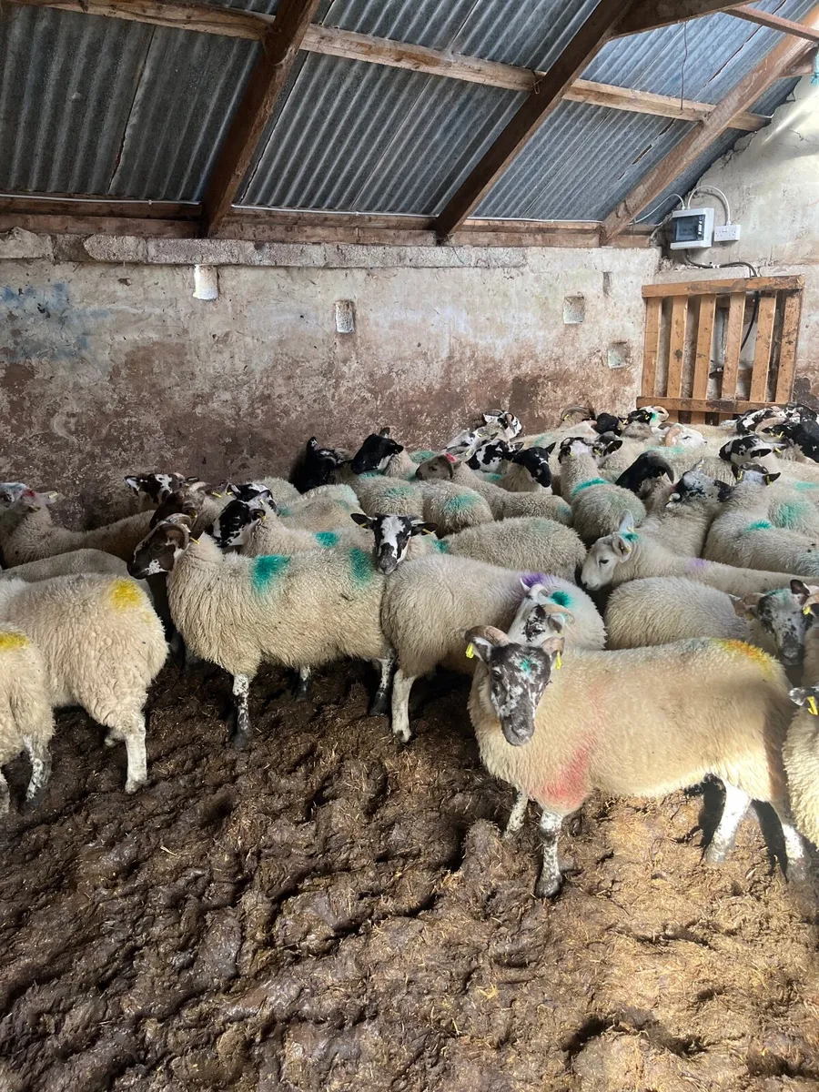 Store lambs - Image 4