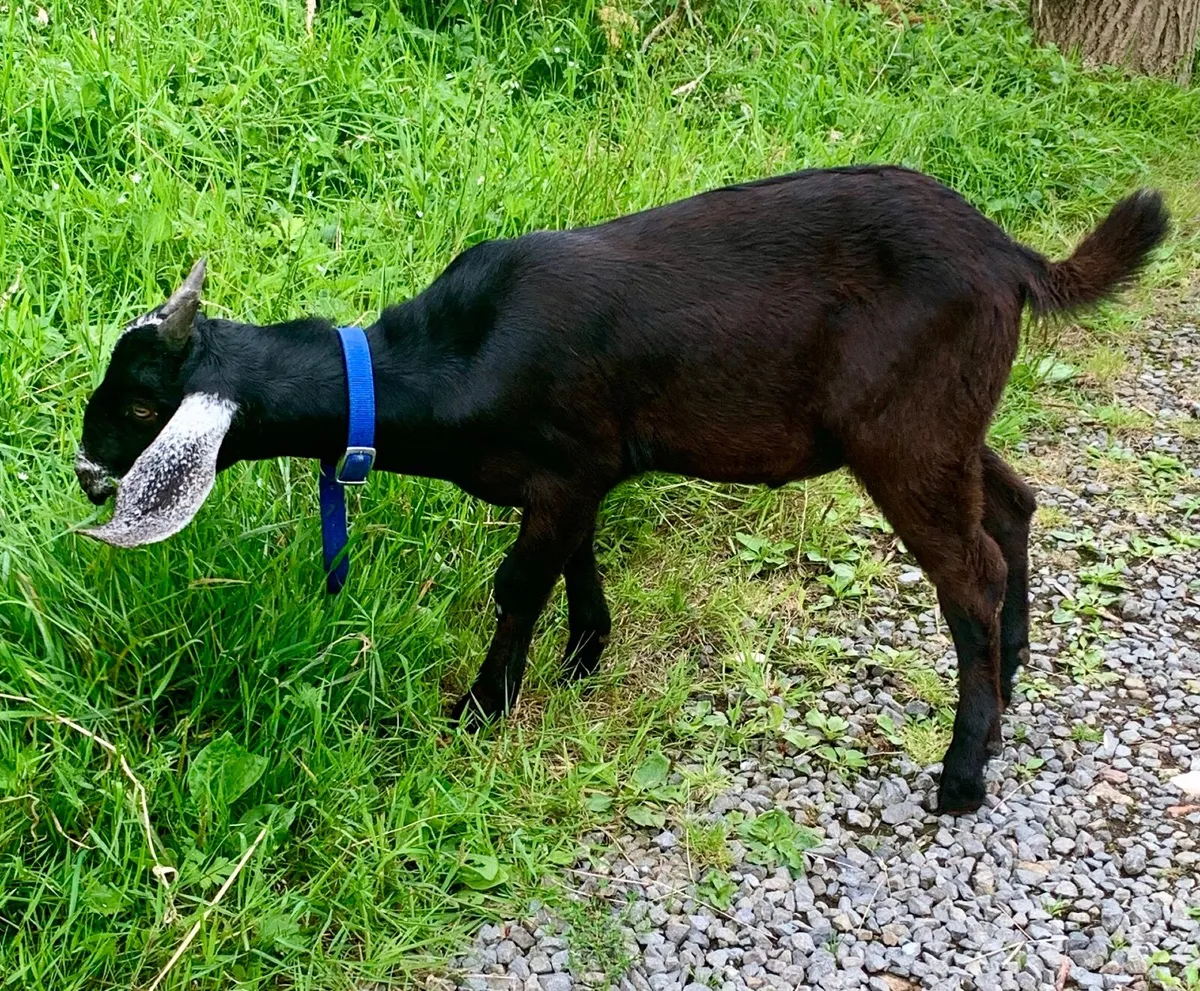 Anglo Nubian Male Goat - Image 2