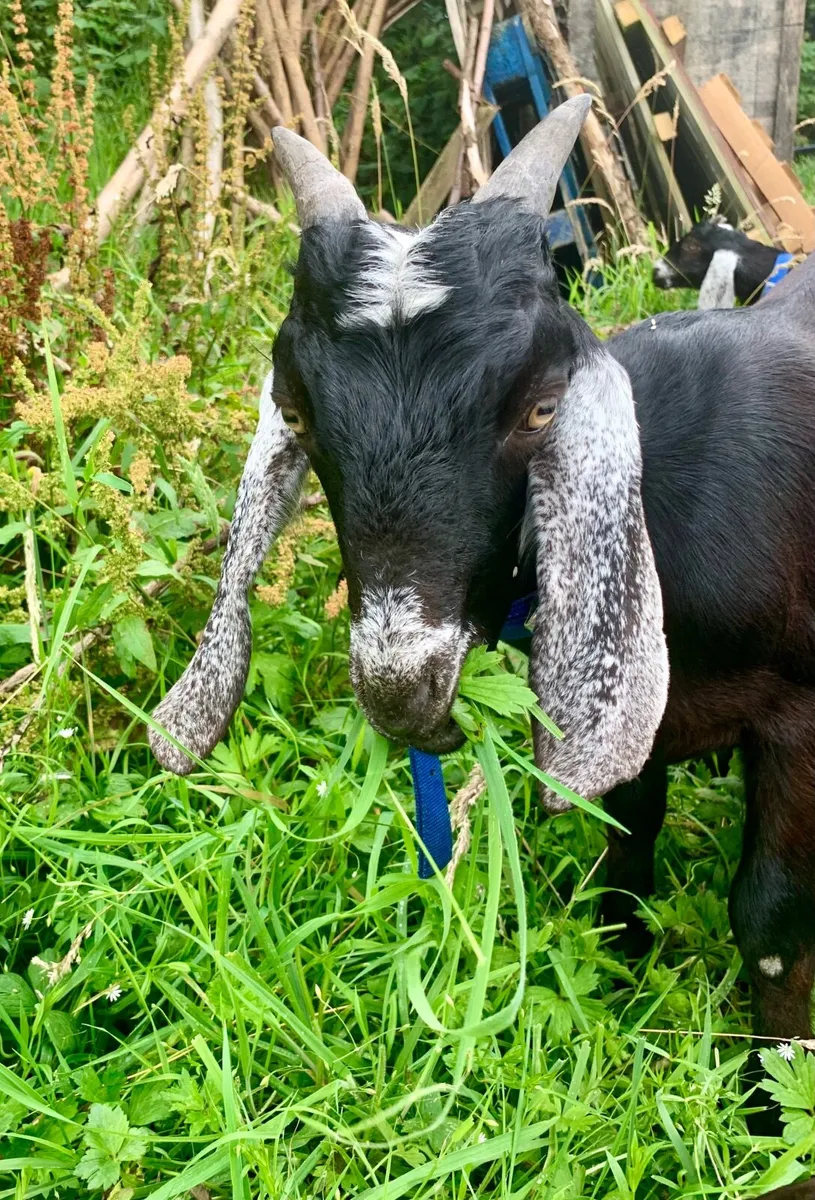 Anglo Nubian Male Goat - Image 3