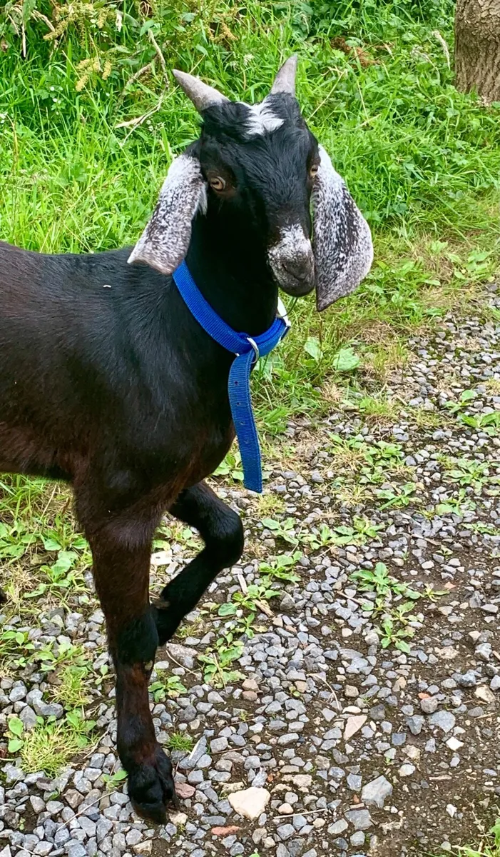 Anglo Nubian Male Goat - Image 1