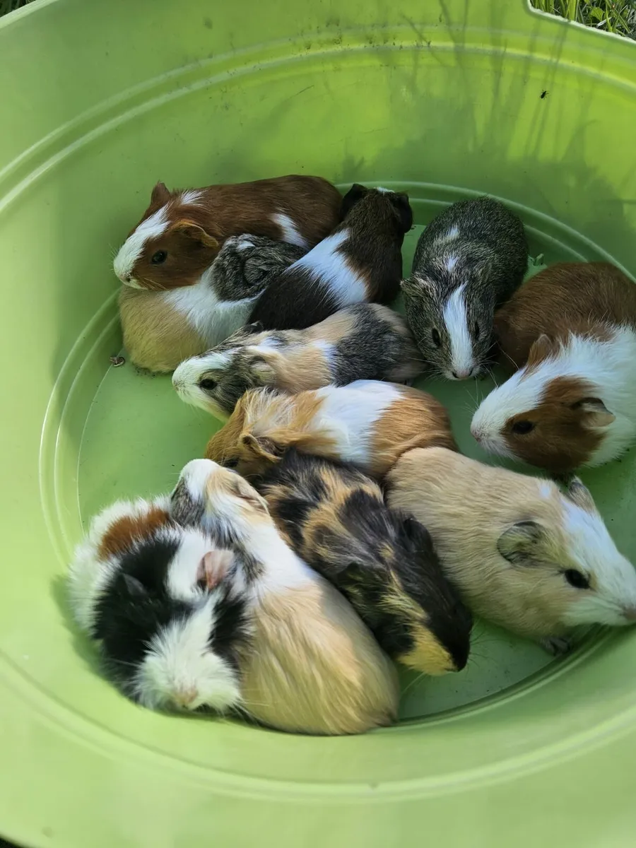Guinea Pigs - Image 1