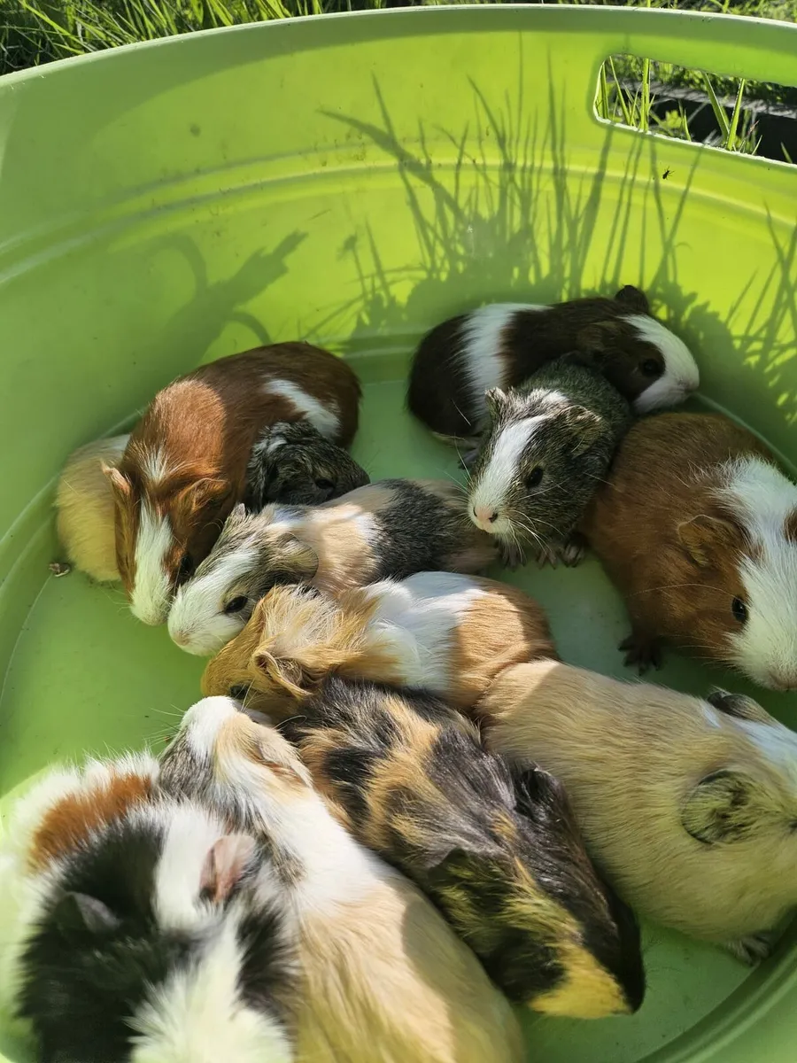 Guinea Pigs - Image 2