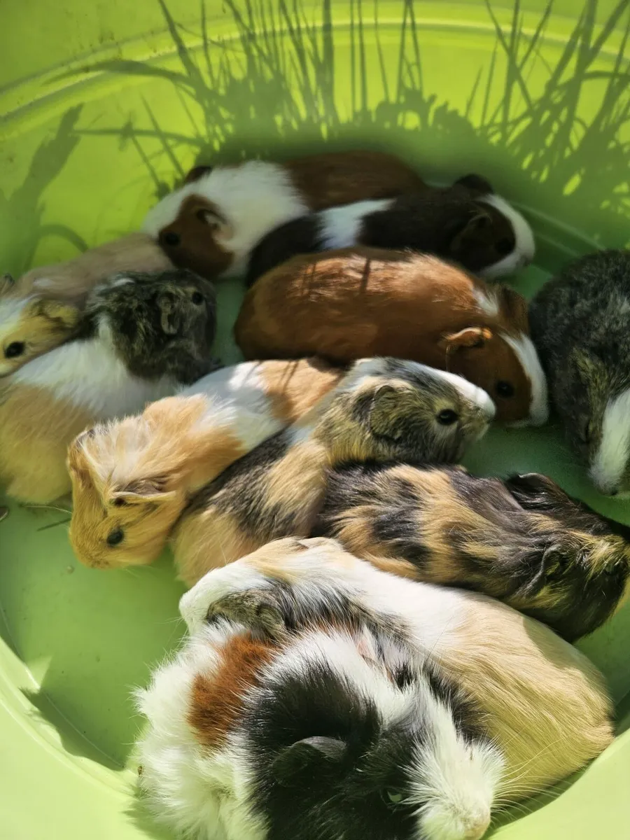 Guinea Pigs - Image 3