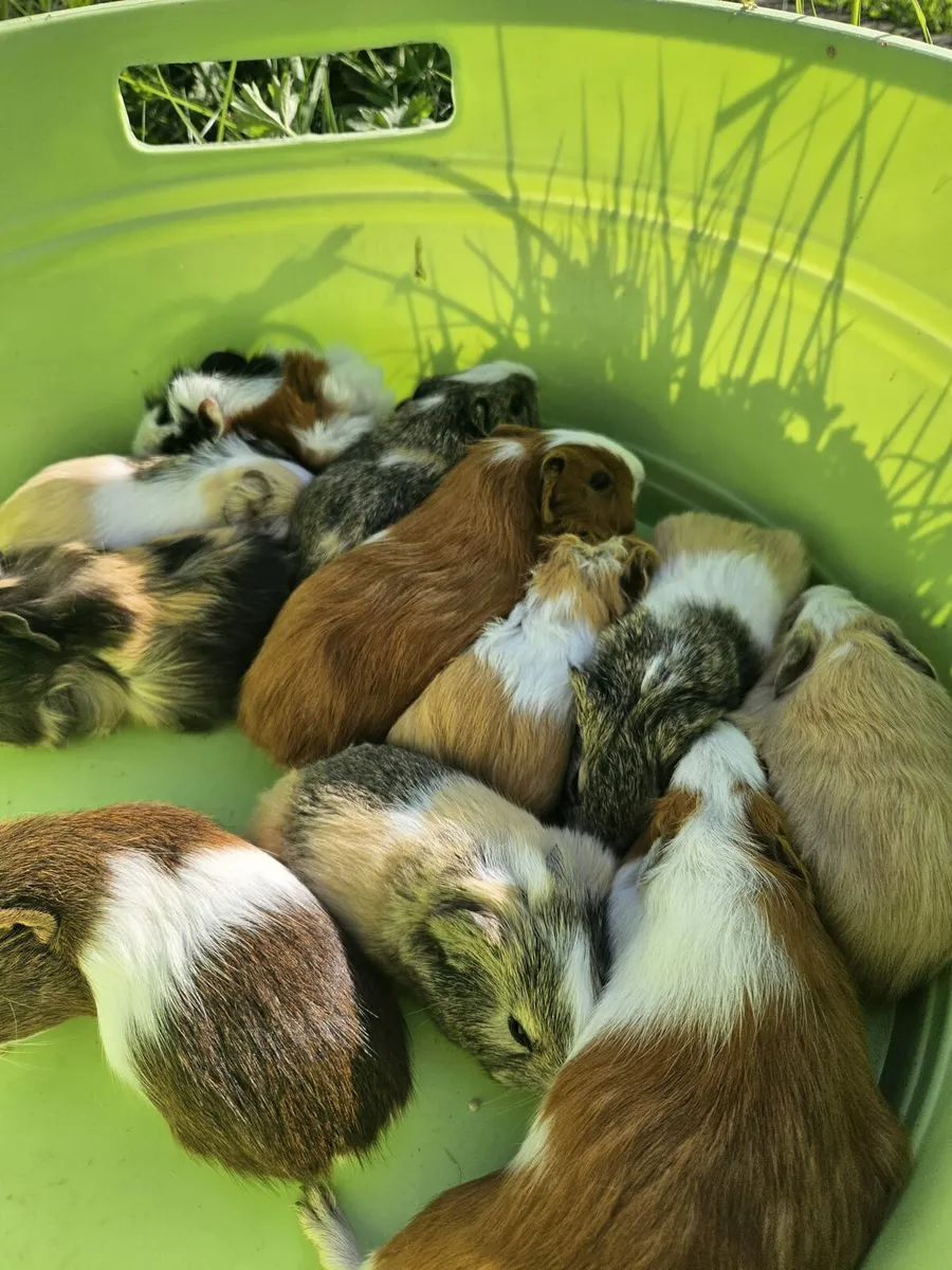 Guinea Pigs - Image 4