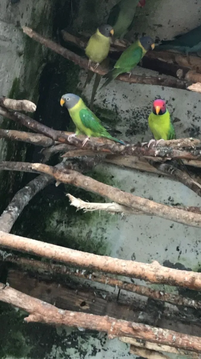 Rainbow Lorrikeets - Image 1