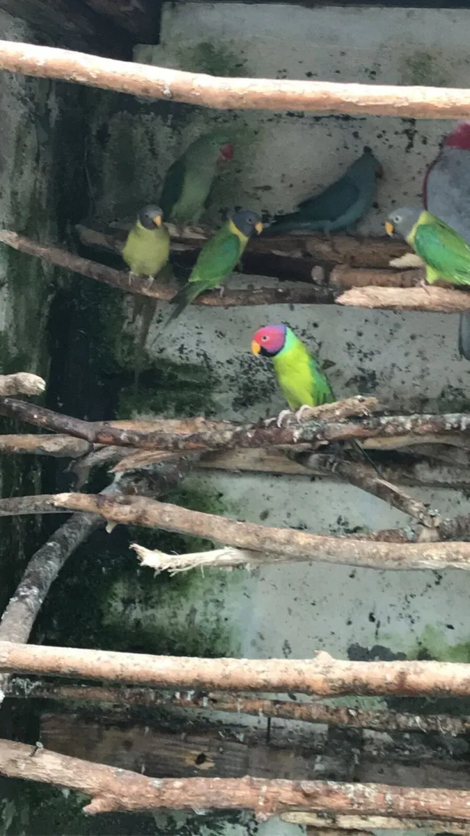 Rainbow Lorrikeets - Image 3