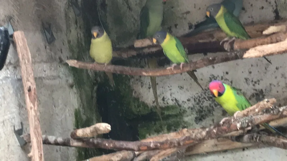 Rainbow Lorrikeets - Image 4