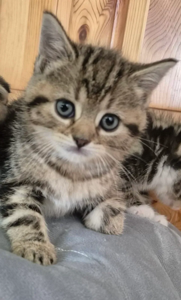 Scottish Fold and Straight tabby kittens - Image 2