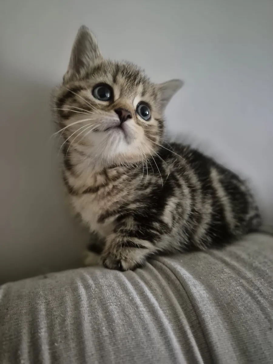 Scottish Fold and Straight tabby kittens - Image 3