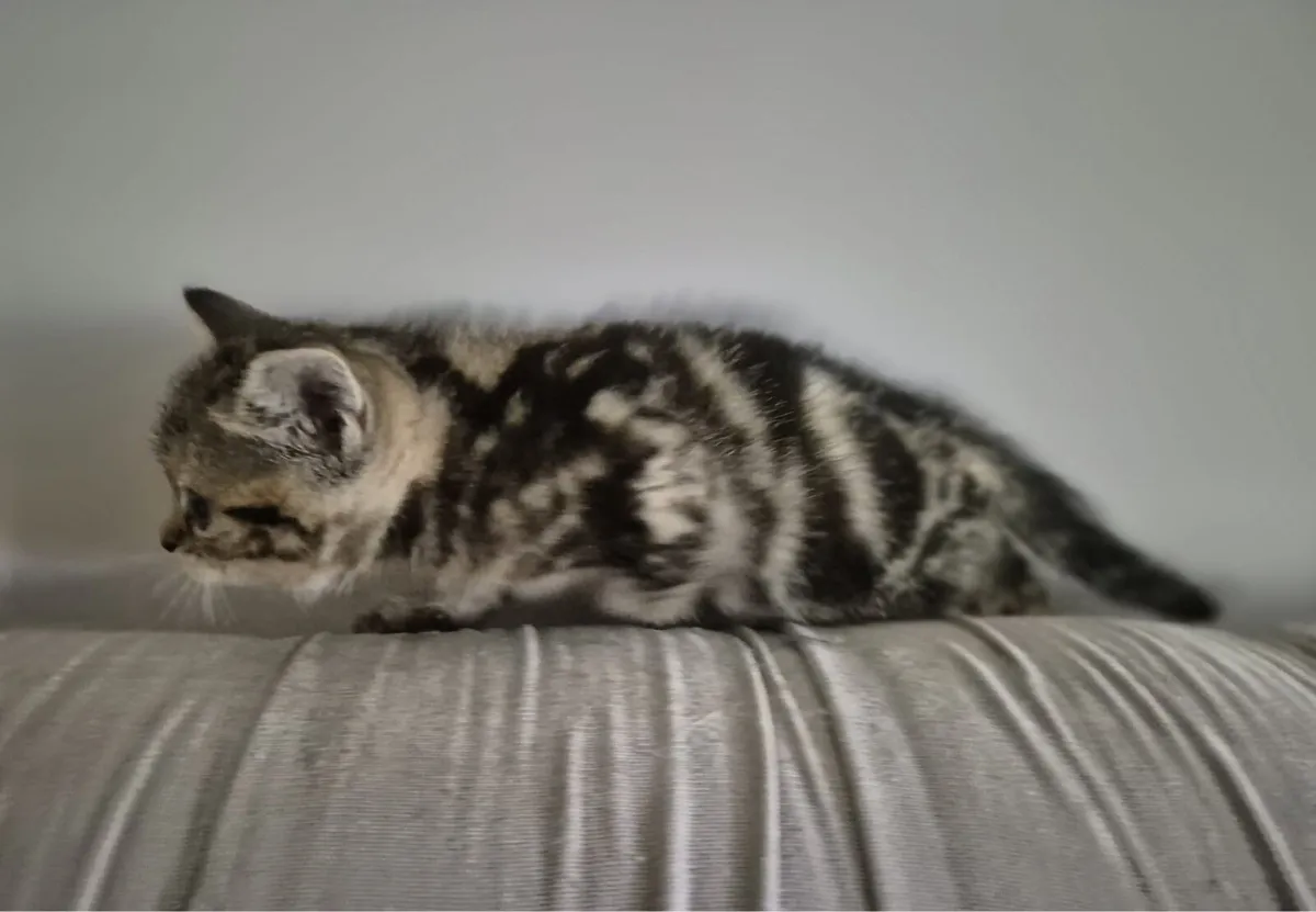 Scottish Fold and Straight tabby kittens - Image 4