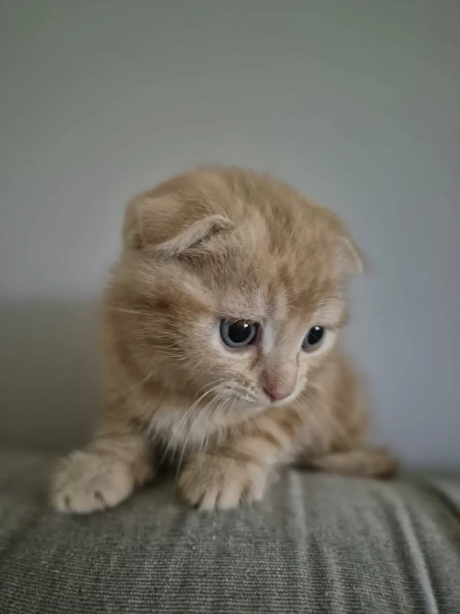 Scottish Fold male kitten - Image 1