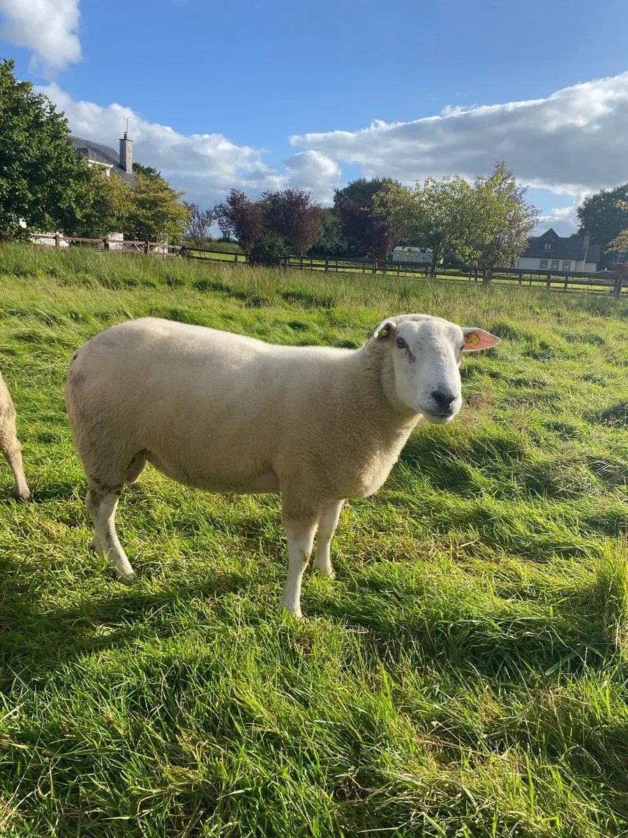 PBR Belclare Hogget Ram - Image 1