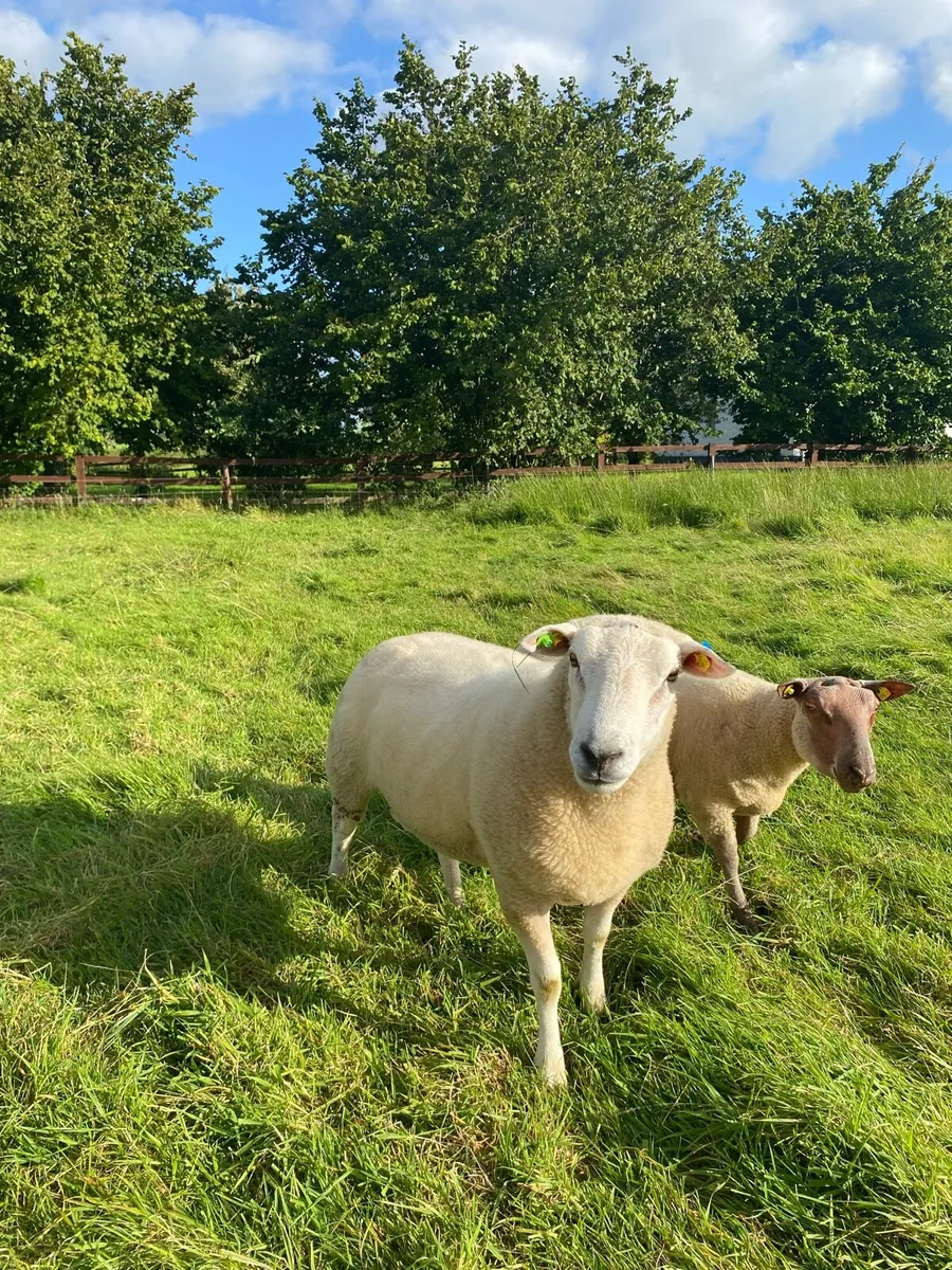 PBR Belclare Hogget Ram - Image 2