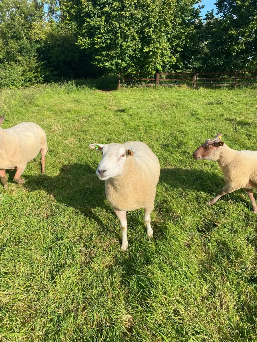 PBR Belclare Hogget Ram - Image 3