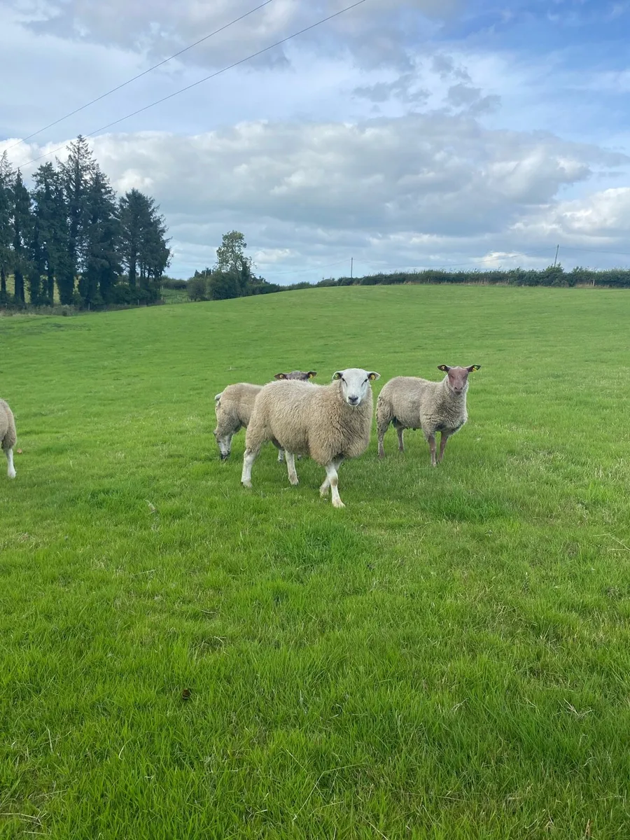 PBR Belclare Hogget Ram - Image 4