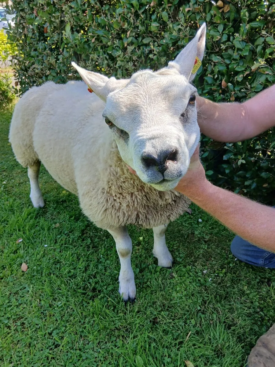 Texel ram - Image 1