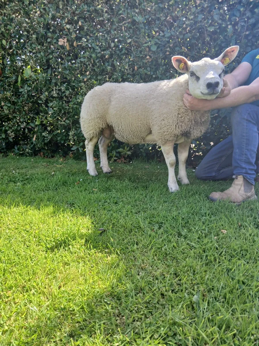 Texel ram - Image 2