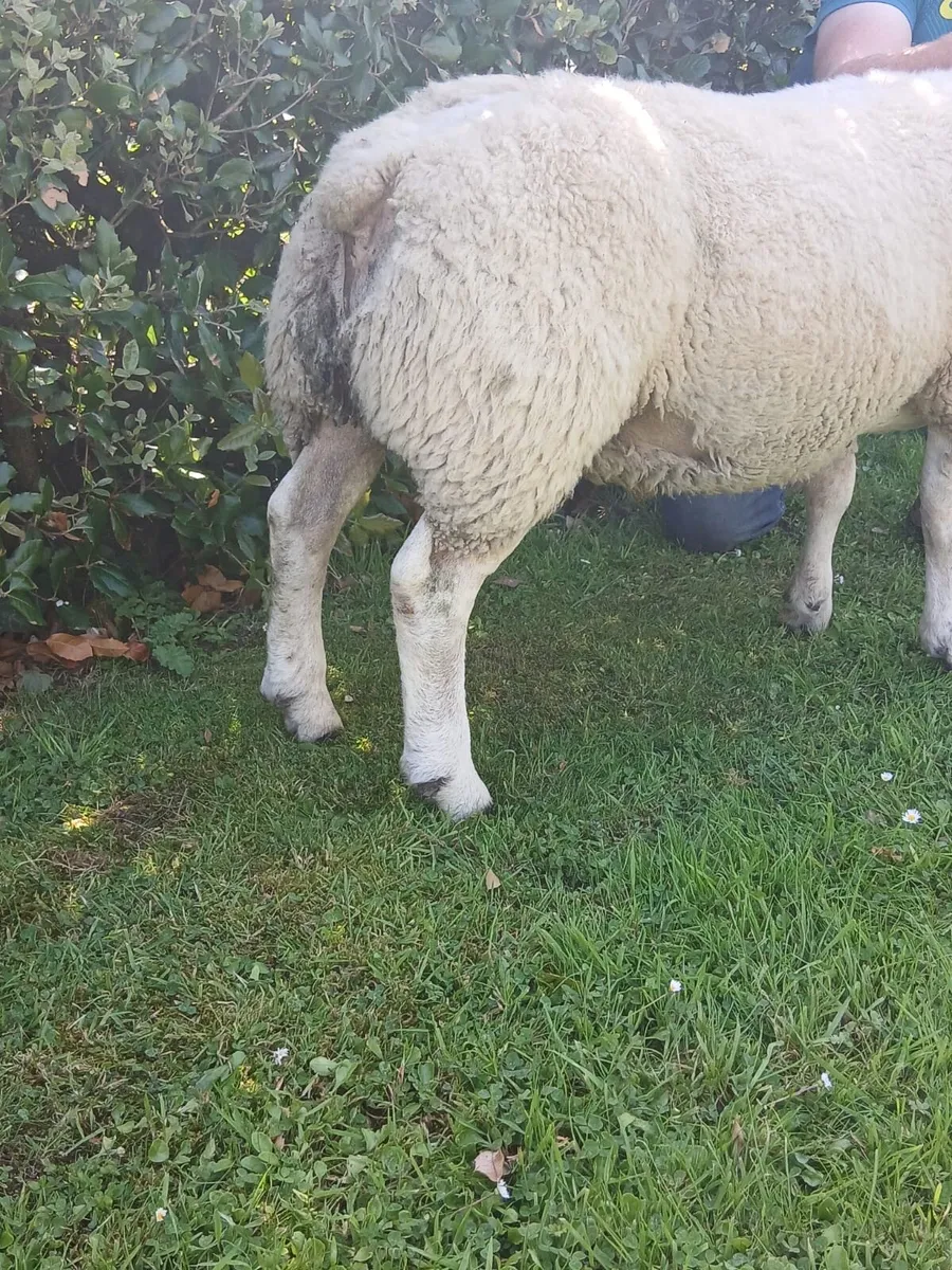Texel ram - Image 3