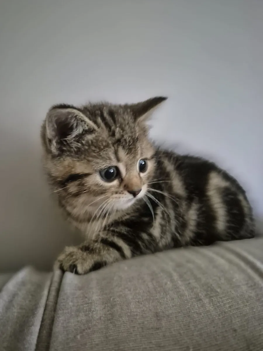 Scottish Fold and Straight tabby kittens - Image 1