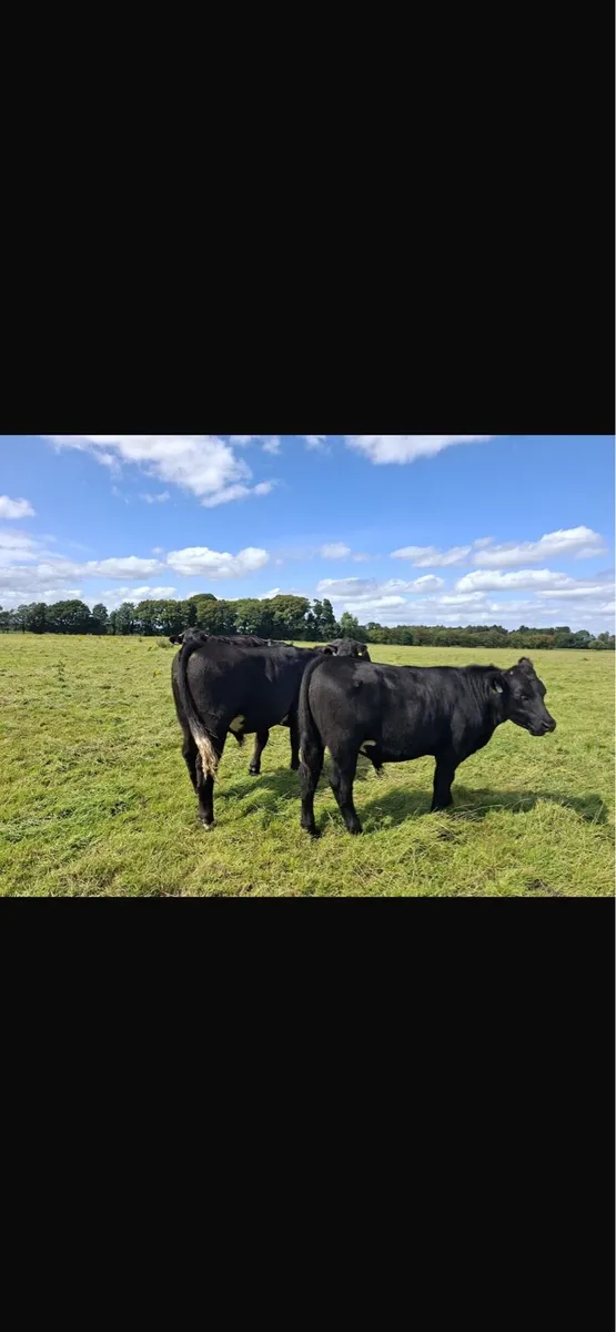 Angus Bullocks - Image 2