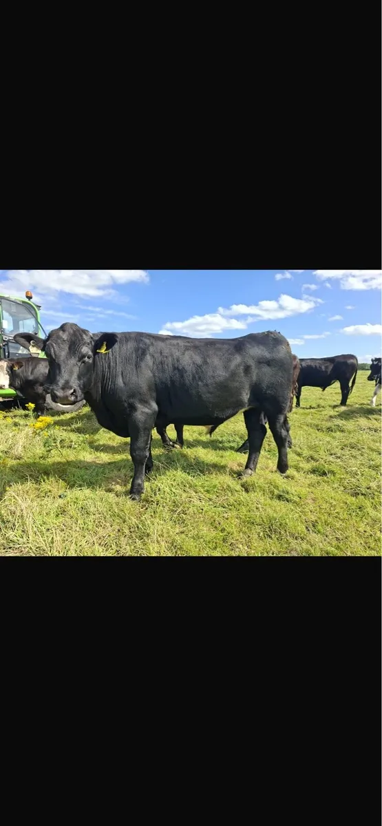 Angus Bullocks - Image 1