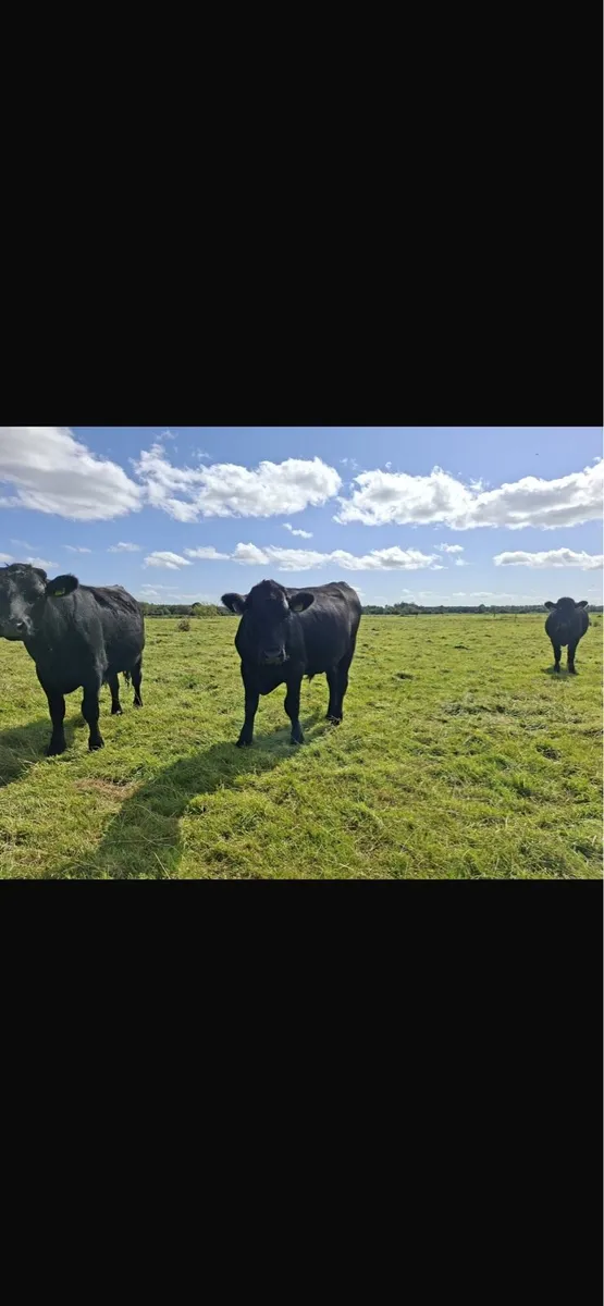 Angus Bullocks - Image 3