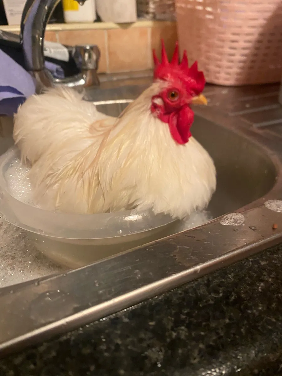 Pekin cocks - Image 2