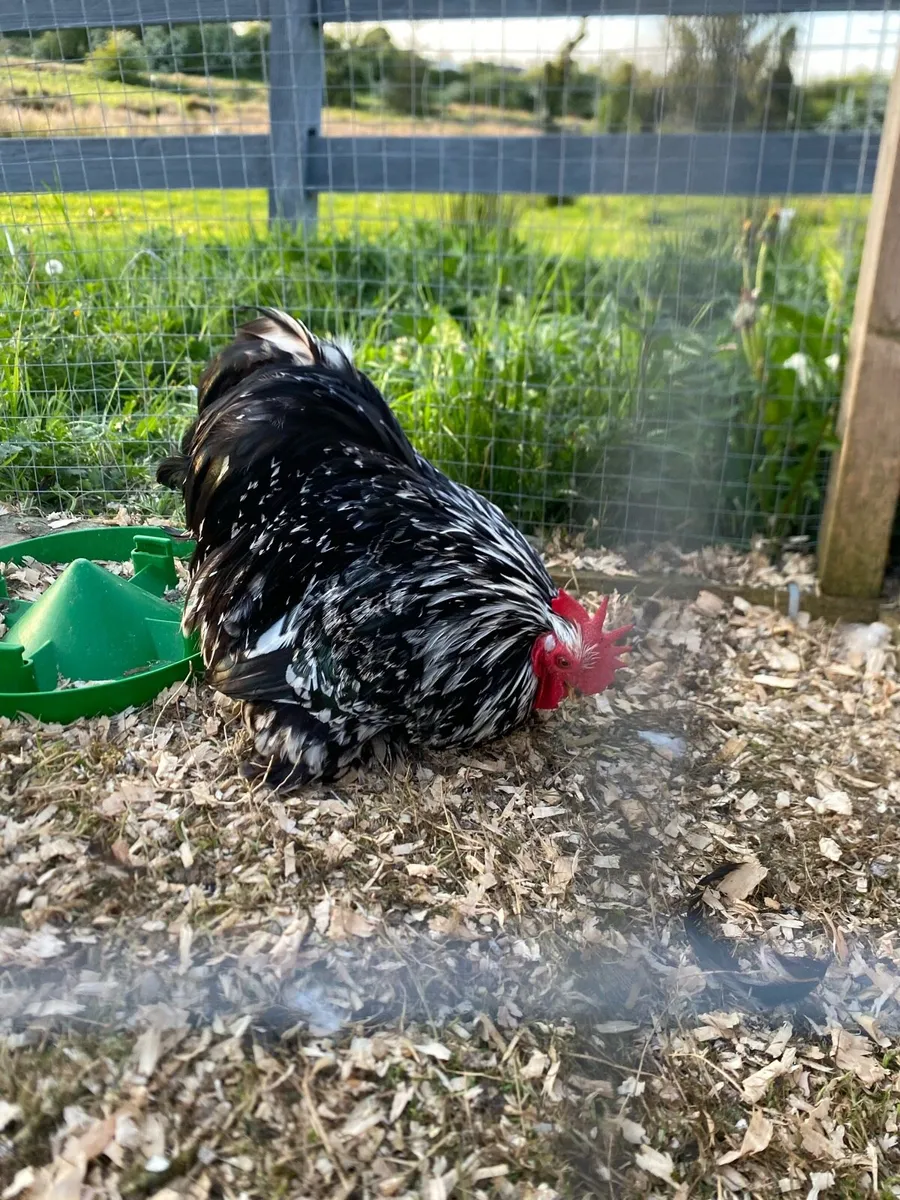 Pekin cocks - Image 1