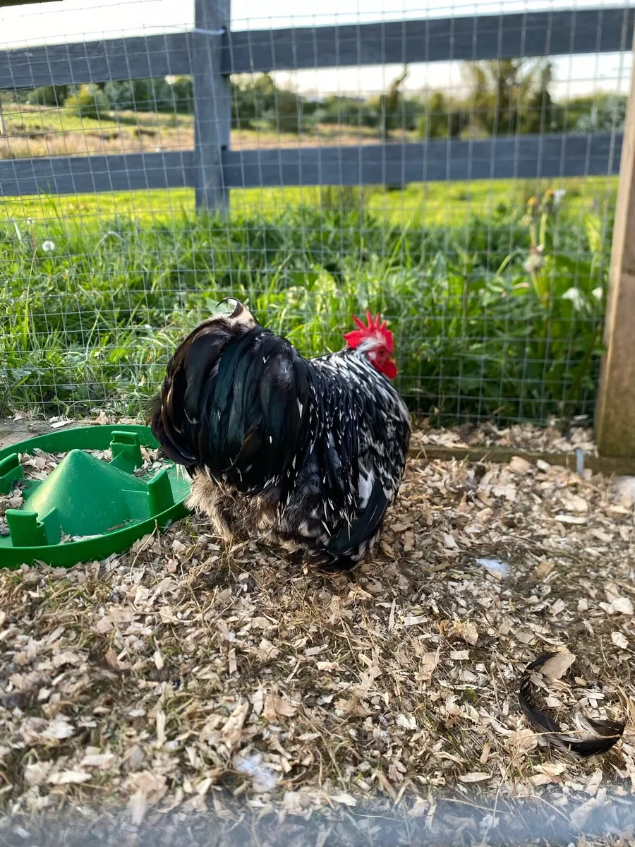 Pekin cocks - Image 3